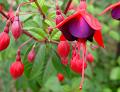 2009-0906_Fuschia_1600_18,3C